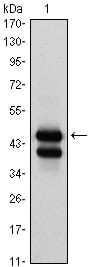 Mouse Monoclonal Antibody to GATA1
