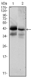 Mouse Monoclonal Antibody to EPCAM