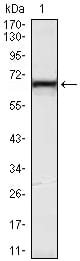 Mouse Monoclonal Antibody to KLHL12