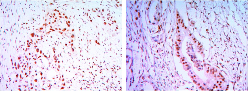 Mouse Monoclonal Antibody to CDC27