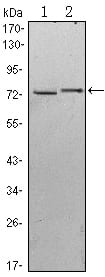 Mouse Monoclonal Antibody to KLHL13