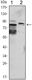 Mouse Monoclonal Antibody to KLHL11
