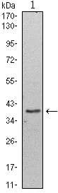 Mouse Monoclonal Antibody to WDR5
