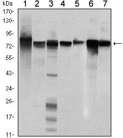 Mouse Monoclonal Antibody to STAT5B