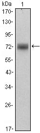 Mouse Monoclonal Antibody to ZBTB16