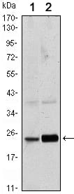 Mouse Monoclonal Antibody to Rab10