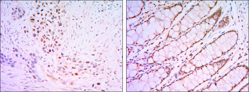 Mouse Monoclonal Antibody to KLF4