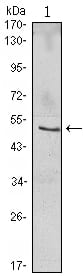 Mouse Monoclonal Antibody to NFKBIB