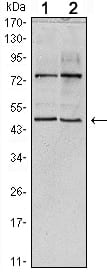 Mouse Monoclonal Antibody to THAP11