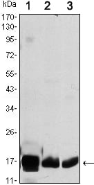 Mouse Monoclonal Antibody to COX4I1