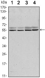 Mouse Monoclonal Antibody to SMAD6