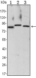 Mouse Monoclonal Antibody to CHUK