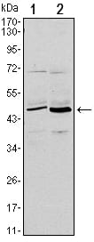 Mouse Monoclonal Antibody to CD86