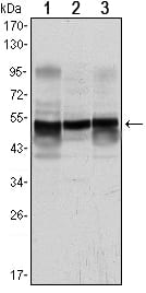 Mouse Monoclonal Antibody to GFAP