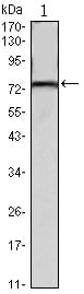 Mouse Monoclonal Antibody to KLHL22