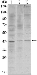 Mouse Monoclonal Antibody to WIF1