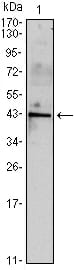 Mouse Monoclonal Antibody to INHA