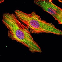 Mouse Monoclonal Antibody to MATN1