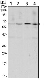 Mouse Monoclonal Antibody to CCNB1