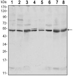 Mouse Monoclonal Antibody to CSK