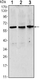 Mouse Monoclonal Antibody to PAX8