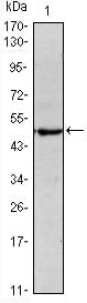 Mouse Monoclonal Antibody to 4-Oct