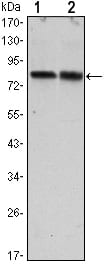 Mouse Monoclonal Antibody to CRTC2