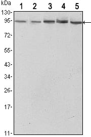 Mouse Monoclonal Antibody to STAT3