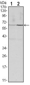 Mouse Monoclonal Antibody to CCNB1