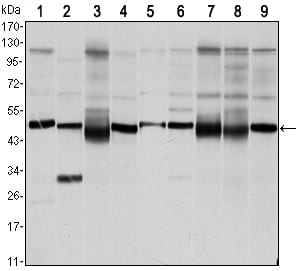 Mouse Monoclonal Antibody to FOXD3