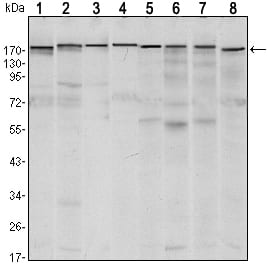 Mouse Monoclonal Antibody to SETDB1
