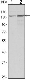 Mouse Monoclonal Antibody to KDM3A