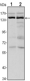 Mouse Monoclonal Antibody to KDM3A