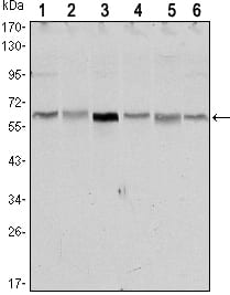 Mouse Monoclonal Antibody to STK11