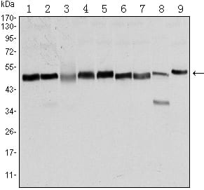 Mouse Monoclonal Antibody to FOXD3