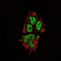 Mouse Monoclonal Antibody to SOX2