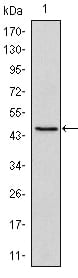 Mouse Monoclonal Antibody to 4-Oct