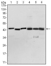 Mouse Monoclonal Antibody to PDK1