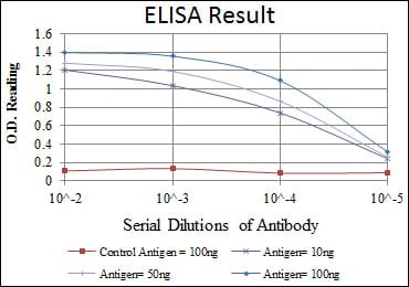 Mouse Monoclonal Antibody to CDK1