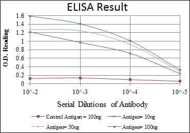 Mouse Monoclonal Antibody to CEBPB