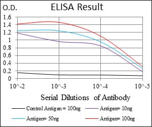Mouse Monoclonal Antibody to FOXO1