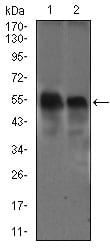 Mouse Monoclonal Antibody to DCTN4