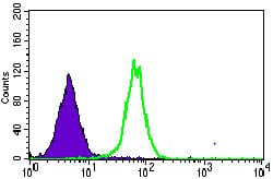 Mouse Monoclonal Antibody to MRPL42