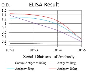 Mouse Monoclonal Antibody to Ring1