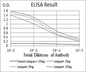 Mouse Monoclonal Antibody to KBTBD8