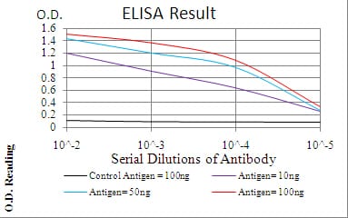 Mouse Monoclonal Antibody to NOX4