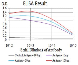 Mouse Monoclonal Antibody to RAD52