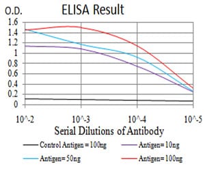 Mouse Monoclonal Antibody to RAD52