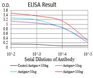 Mouse Monoclonal Antibody to LEF1