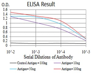 Mouse Monoclonal Antibody to LEF1